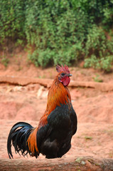 Beautiful chicken in rural village