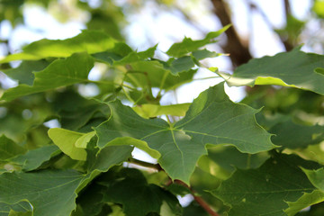 Green Tree Leaves