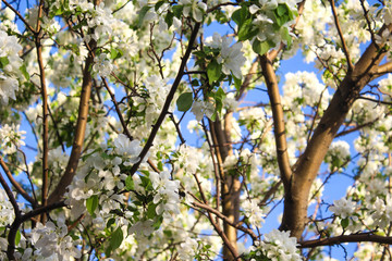 Thriving White Crab Apple Tree