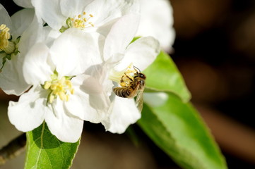 Honigbiene beim Nektar- und Pollensammeln