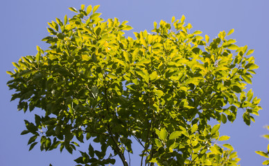 Leaf of Cinnamomum camphora tree