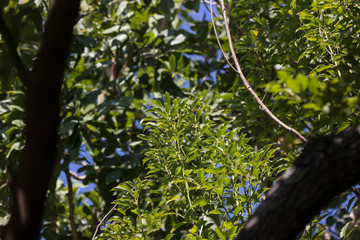 Leaf of Cinnamomum camphora tree