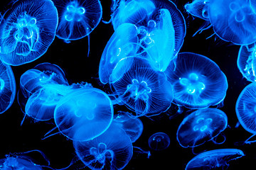Colorful, iluminated Jellyfish underwater on dark background. Jellyfish moving in water. © ako-photography
