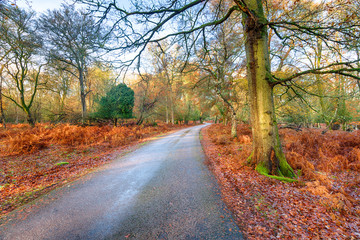 Obraz premium Autumn at Bolderwood in the New Forest