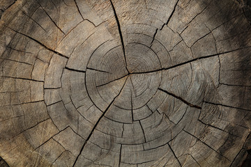 Texture of the wood is cross-sectional. Cross-section of wood with cracks. Cut of tree
