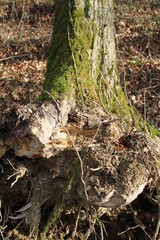 Stump roots ash tree in the forest