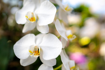 Naklejka na ściany i meble orchid flower collection : exotic and elegant beauty of white orchid flower branch with bokeh background