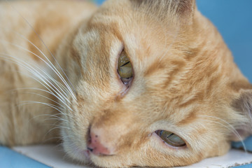 A kitten Thai cat funny on the road in home