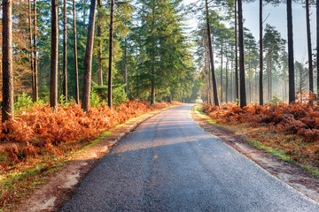 Bolderwood Arboretum Ornamental Drive in the New Forest