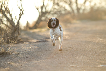 dog english springer spaniel