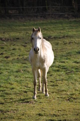 Obraz premium Dwa spokojne konie na łące zimą