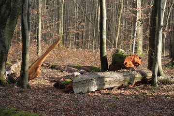 Red wood heart trunk forest 