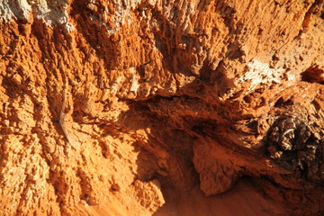 Red wood heart trunk forest 