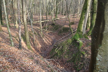 World war trench remains in the forest