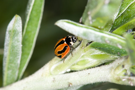 macro image of ladybug