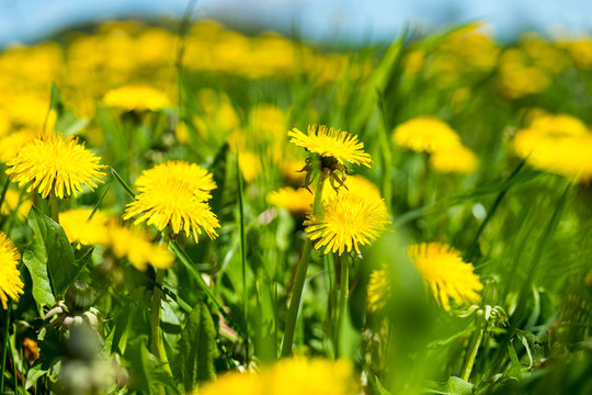 Spring meadow with bright yellow dandelions blooming