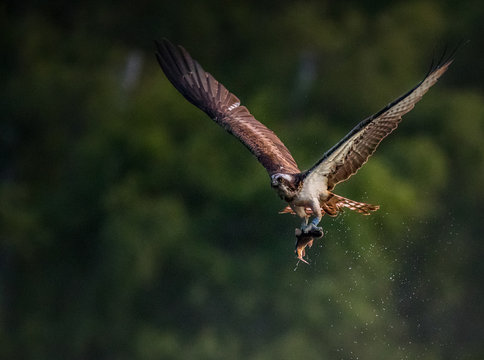 Osprey