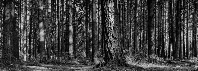 Forêt détaillée avec des pins à feuilles persistantes en noir et blanc
