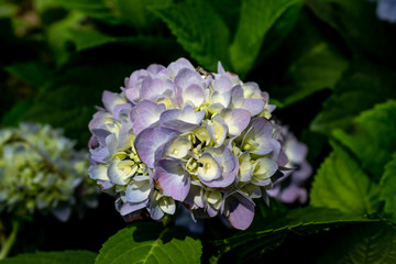 Picture of the Christmas Rose