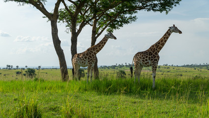 Giraffe in Uganda seeking for shadow under a tree