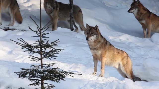 wolf, canis lupus, Czech republic