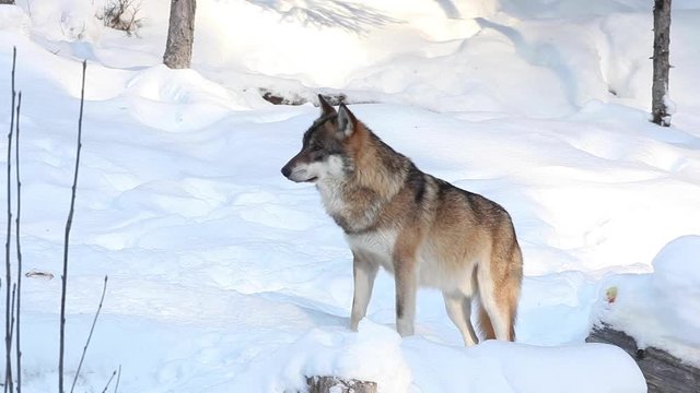 wolf, canis lupus, Czech republic