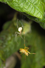 macro image of spider with catch