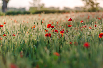 Poppies on green field on summer sunset