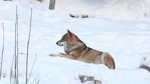 wolf, canis lupus, Czech republic