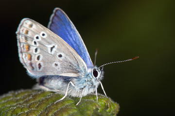 Obraz premium macro image of butterfly