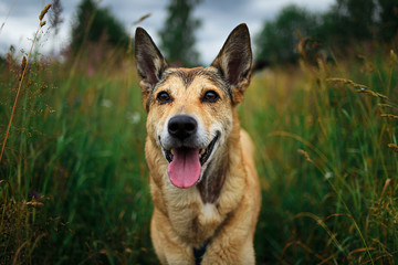Cute Mongrel dog standing on green grass