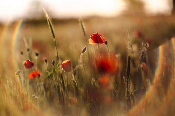 Poppies on green field on summer sunset with lens flare