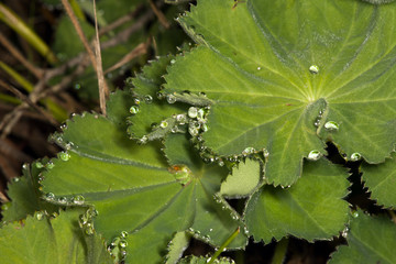 macro image of dew on leaf