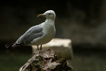 Seagull on the rocks near the lake.