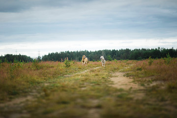 Obraz premium Happy healthy dogs running on dirt road