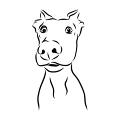 vector illustration of a surprising dog