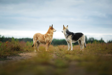 Naklejka premium Mixed breed dogs standing on rural dirt road