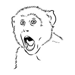 sketch of wild surprised monkey 