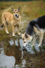 Mongrel stray dog drinking water from puddle