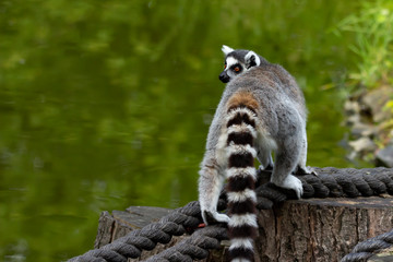 Lemur on the rocks of the Warsaw Zoo.