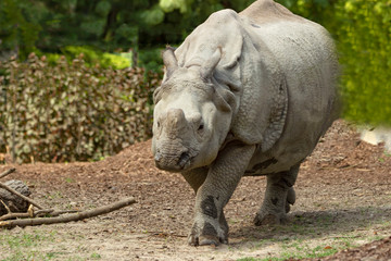 Obraz premium Rhinoceros strolling through the Warsaw Zoo.