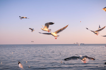 Fototapeta na wymiar Seagulls flying at the pangpoo