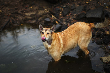 Mixed breed dog standing in deep puddle