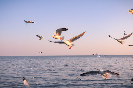 Seagulls flying at the pangpoo