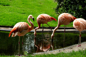 Flamingos in the pond of the Warsaw Zoo.