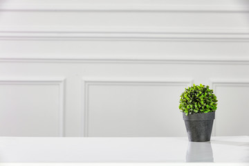 White wooden board with small plant and white wall background.Free space for your decoration and spring time. 