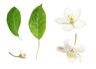 Set of flowers, leaves and buds of apple tree