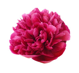 Pink peony flower © Ortis