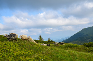 Sheep among the panorama of wild forests and fields of the Carpathians. Sheep provide wool, milk meat for agriculture traditional economy highlanders