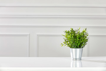White wooden board with small plant and white wall background.Free space for your decoration and spring time. 